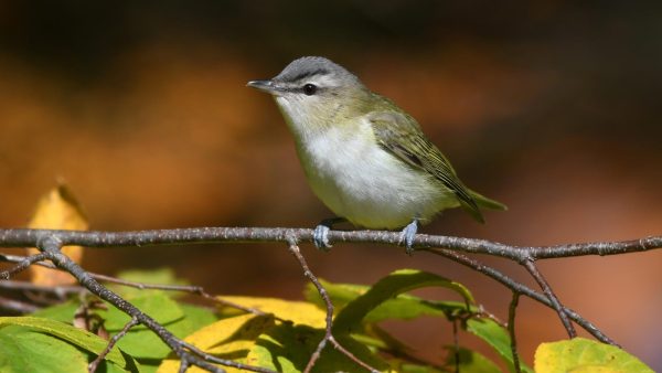 Red-eyed Vireo sitting in a tree.